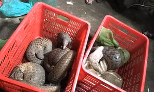 Thành phố Hồ Chí Minh