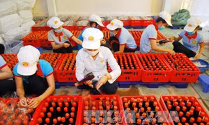 Sẽ thanh tra một số công ty sản xuất nước mắm