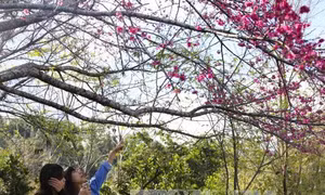  'Trải nghiệm Pá Khoang ngắm hoa anh đào' sẽ diễn ra vào tháng 1/2019