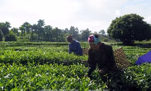 Tuyên Quang tạo đột phá trong phát triển kinh tế