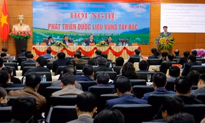 Cần đánh giá đúng, toàn diện thực trạng tiềm năng phát triển dược liệu vùng Tây Bắc