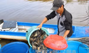 Nông dân lo lắng vì giá tôm càng xanh bất ngờ sụt giảm