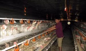 Bắc Giang quy hoạch 18 vùng nông nghiệp công nghệ cao