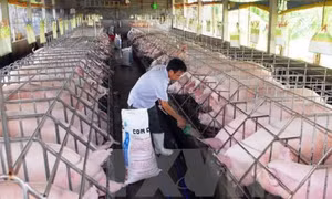 Thông tin xuất khẩu lợn sang Trung Quốc đã khơi thông trở lại là không chính xác