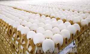 Hàn Quốc phát hiện trứng gà nhiễm thuốc trừ sâu