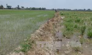 Đồng Tháp chấn chỉnh tình trạng khai thác đất mặt ruộng 