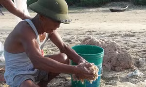 Ngư dân Quảng Bình trúng mùa ruốc biển 