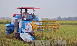 Tăng thu nhập nhờ xây dựng thương hiệu gạo sạch