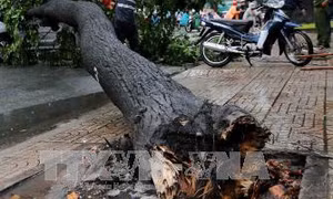 Gia Lai: Cây muồng đen bất ngờ gãy đổ, đè 1 người chết, 4 người bị thương