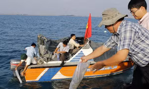 Ninh Thuận thả hơn 1 triệu con tôm giống ra biển