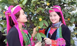 Lễ hội thưởng trà hữu cơ - Organic nơi cực Bắc Tổ quốc