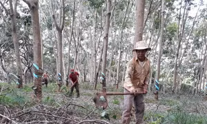 Mủ cao su bất ngờ quay đầu giảm mạnh, 'thủ phủ' Bình Phước trầm lắng 