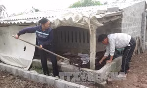 Thu hàng trăm triệu đồng nhờ nuôi... giun