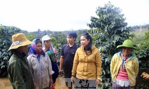 Chị hội trưởng tiên phong trồng cà phê xứ lạnh