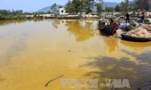 Nước biển màu vàng lạ ở cảng Chân Mây - Lăng Cô là do tảo nở hoa