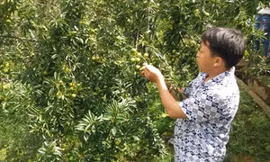 Cơ hội cho cây ăn quả ôn đới ở Tây Bắc
