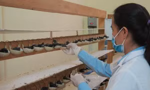 Phát triển bền vững nghề nuôi chim yến tại Việt Nam