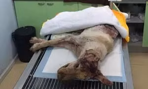 Chú chó bị đâm 30 nhát vào đầu nằm thoi thóp bên thùng rác