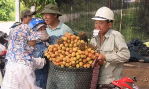 Thu nhập cao từ quả vải Thanh Hà