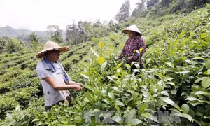Vay tiền qua hội, đoàn thể an toàn cao