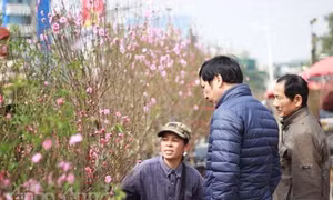 Cận Tết, giá đào Nhật Tân, quất Tứ Liên “phi mã”