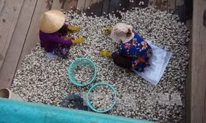 Nghêu thương phẩm cuối vụ được giá 