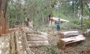 Gia Lai: Kỷ luật nhiều cán bộ xã Ia Kreng và huyện Chư Pah do để lâm tặc phá rừng