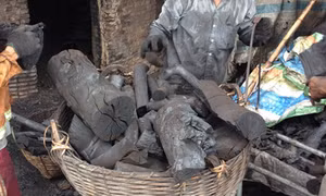 Làng hầm than củi ở Hậu Giang: Cần quy hoạch để bảo vệ môi trường 