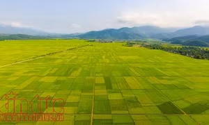 Mùa vàng bội thu trên cánh đồng Mường Thanh 