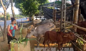 Người dân vùng cao Na Hang thoát nghèo nhờ chăn nuôi trâu, bò 