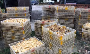 Cao Bằng bắt giữ gần 1.000 con giống gia cầm nhập lậu