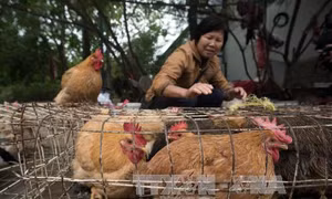 Lý do chính phủ Trung Quốc cử 5 triệu nhân viên đi đếm lợn, gà