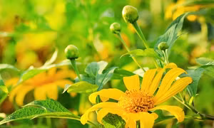 Chiêm ngưỡng vẻ đẹp hoa dã quỳ ở Điện Biên