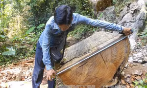 Phát hiện cây gỗ dầu 'khủng' bị chôn vùi ở cửa biển Rạch Gốc, Cà Mau 