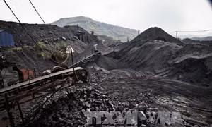 Quản lý bãi thải mỏ ở Việt Nam - Bài cuối: Thí điểm trồng cây năng lượng