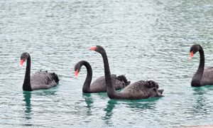 Khách du lịch chen nhau mua vé vào FLC Zoo Safari dịp 30/4