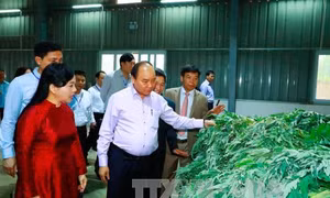 Thủ tướng: Có thể áp dụng cơ chế 'bảo vệ bí mật quốc gia' với dược liệu quý