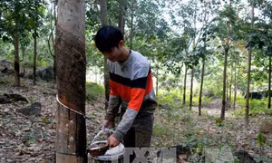 Người dân Phú Yên hoang mang vì cao su gần thu hoạch mủ bị chặt phá
