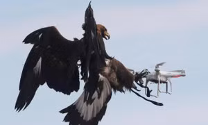 Không quân Pháp 'tuyển' đại bàng để xử lý UAV khủng bố