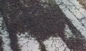 'Rụng rời tay chân' trước cảnh hàng nghìn con cuốn chiếu đổ vào nhà ga