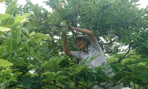 Huyền Sơn vào mùa na chín 