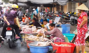 Giá gà tại Tiền Giang giảm sâu, người nuôi gặp khó