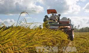 Cùng hành động tạo dựng tương lai an ninh lương thực