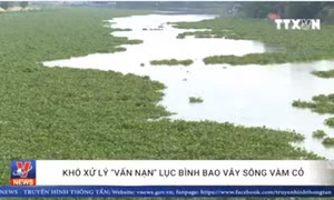 Khó xử lý 'vấn nạn' lục bình bao vây sông Vàm Cỏ