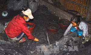 Cà Mau: Chính quyền ráo riết truy quét, nhiều lò hầm than vẫn ngang nhiên hoạt động