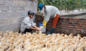 Bắc Ninh khẩn trương dập dịch cúm gia cầm 