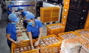 Đề xuất phương thức phân giao hạn ngạch thuế quan nhập khẩu muối, trứng gia cầm năm 2024