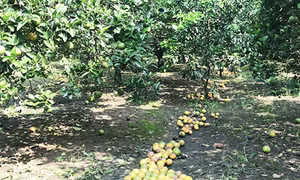 Nông dân Hà Tĩnh lo 'thắt ruột' vì cam rụng quả hàng loạt