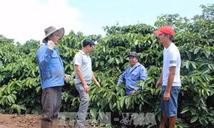 Gia Lai tái canh hơn 2.800 ha cà phê