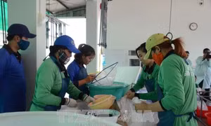 Nhiều khó khăn trong kiểm soát chất lượng con giống thủy sản 